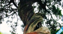 最古老的柏树 中国存有5000年的古柏