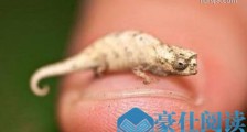 世界上最小的蜥蜴 自如地蜷缩在一分钱硬币上
