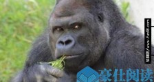 史上最帅大猩猩沙巴尼 女粉丝最多 受到了全球女性的追捧