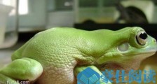 世界上最受欢迎的青蛙 温和亲人的老爷树蛙