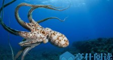 世界上最大的章鱼,北太平洋巨型章鱼重达272公斤!