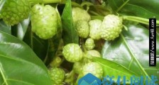 世界上最恶心的水果,诺丽果实竟能包治百病?