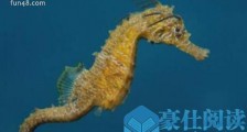 世界上游得最慢的鱼 海马每分钟仅游1至3米