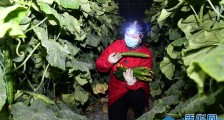来自蔬菜生产大省山东的一线调查报告:蔬菜产地供应充足 菜价在合理区间
