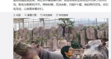 韩寒认养两头河马 动物园经营困难开展认养活动 认养动物有何要求?