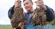 急!江西定南200亩香芋滞销影响水稻轮耕 种植户求解燃眉之急