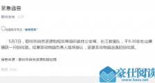 湖北鄂州一只驯化狼从动物园逃逸 已被捕获