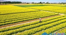 甘肃张掖祁连山下油菜花盛开如金色画卷