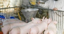 全国猪肉零售均价每公斤下降13元 已连续下跌14周