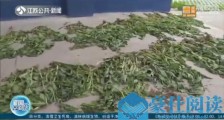宿迁六旬老汉种800株罂粟获刑6个月:听说这种花很好看