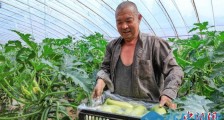 山西“玉米村”借“沼气经”转型 一业带多业助农增收