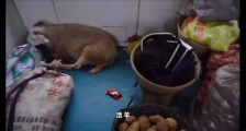 高铁遍地的中国,留着绿皮小火车,不丢人吗?