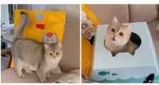 听说全网都在抢纸盒猫窝,不过猫猫到底为什么爱钻纸盒啊