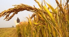 中国粮食储备够吃多久 2020年粮价会涨吗?