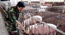 2020年猪瘟还会爆发吗 猪肉价格走势会怎样