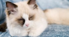 武汉猫狗有疫情吗 养宠物不感染新型肺炎病毒是谣言