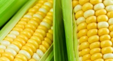 今年的玉米多少钱一斤 明年价格走势如何