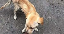 扔给流浪狗半根火腿肠,它却执意带网友去看自己的八个“宝贝”