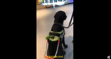 导盲犬进海底捞怎么回事?导盲犬能不能进海底捞引网友热议店长回应