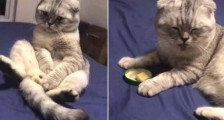 主人拿两块臭豆腐乳给猫吃 猫咪一闻反应超搞笑
