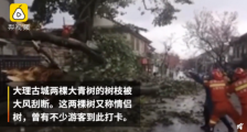 大理古城500年情侣树被风吹断怎么回事?网友看完图片画风跑偏