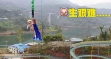 景区回应让猪蹦极怎么回事?景区为什么让猪蹦极网友反感至极