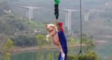 绑猪蹦极景区致歉再怎么回事?重庆一景区绑猪蹦极事件始末引人反感