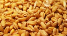 中国粮食储备够吃多久? 够吃4个月看最新消息报道
