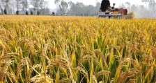 2020年有粮食补贴吗 一亩可以领取多少钱?