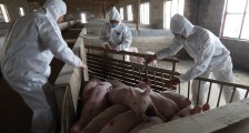 非洲猪瘟疫苗预计最快上市时间 创制成功利好养猪行业