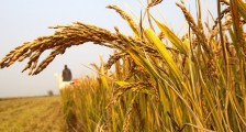 最新粮食收购通知 今年稻谷最低价格确定下来了