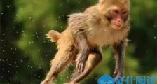 栅栏受损猴子逍遥 野放猕猴快活似神仙现场是这样的