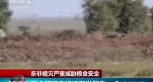 联合国发蝗灾警告:沙漠蝗虫蝗灾对受灾国家的粮食安全和生计构成了威胁