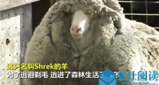 澳网红绵羊去世 揭露详细情况及离世原因是什么