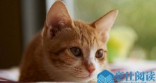 万元寻猫不欢而散详情起底 这是开空头支票的套路吗