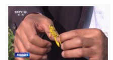 中国工作组考察巴基斯坦蝗灾区:蝗虫进入交配繁殖期 情况比预想还严重