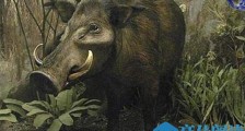 亚洲有没有巨林猪 巨林猪天敌是谁它能秒杀狮子真的吗