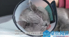 万元给猫割双眼皮 为何要按人的要求和审美来强行改变它