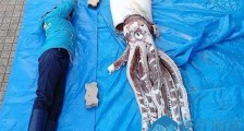 日本近海惊现巨大乌贼 日本网民谈之色变这是怎么回事