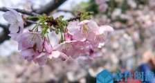 女子穿和服摘樱花遭围观 遭保安驱赶详情经过曝光