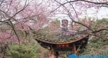 香雪海梅花什么时候开 香雪海梅花好看吗