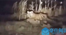 路上躺400斤东北虎怎么回事 详细经过曝光现场一幕吓坏村民【图】