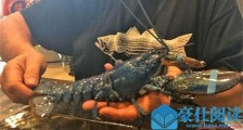 餐厅发现蓝色龙虾 详细情况曝光龙虾呈现蓝色背后原因
