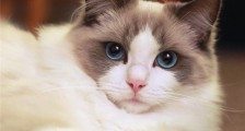 布偶猫为什么不能养 其中缘由曝光令人意想不到