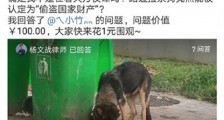 夫妻救助警犬立案原因曝光 高价值流浪狗救助就是盗窃让人质疑【热门事件】