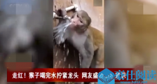 猴子喝完水拧龙头 聪明猴儿节水一幕在网络上走红