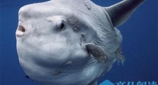 海底一万米有多恐怖 水下怪异生物令人瞠目结舌