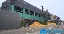 家长带娃抢桔子后续 回顾事件始末路人疯抢橘子五人被拘【图】
