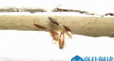 蜚蠊是什么 蜚蠊是不是蟑螂两有什么区别吗