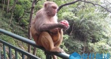 猴子多次打劫游客怎么回事 游客现场杀鸡儆猴起到了作用
